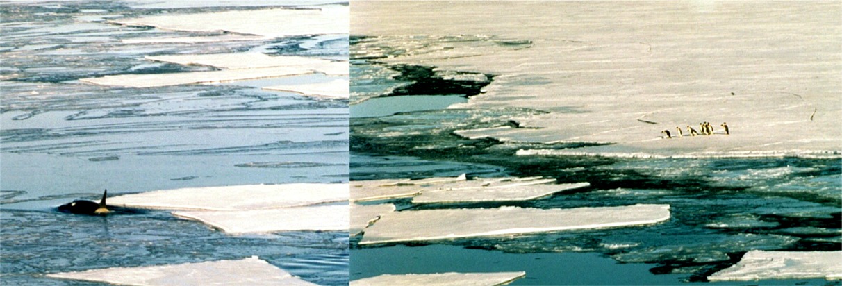 ant mcmurdo 16.jpg